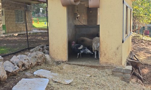 WhatsApp Image 2025-12-14 at 11.01.29