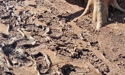 WhatsApp Image 2026-01-11 at 12.35.34 (1)